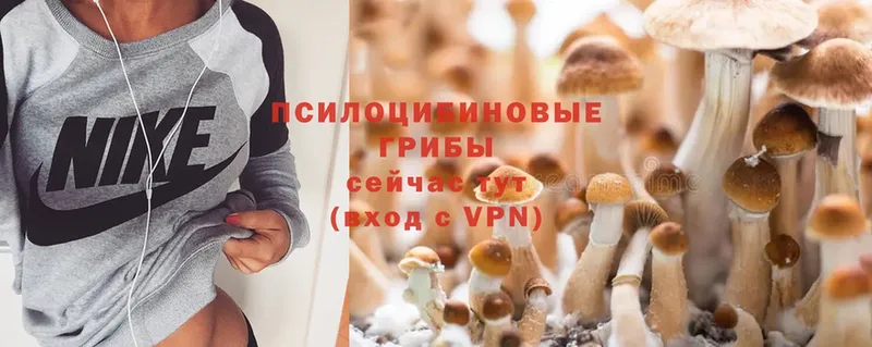 Галлюциногенные грибы Psilocybe  Белоярский 